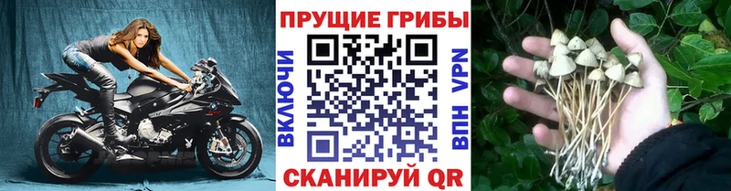 Псилоцибиновые грибы GOLDEN TEACHER где продают Ипатово